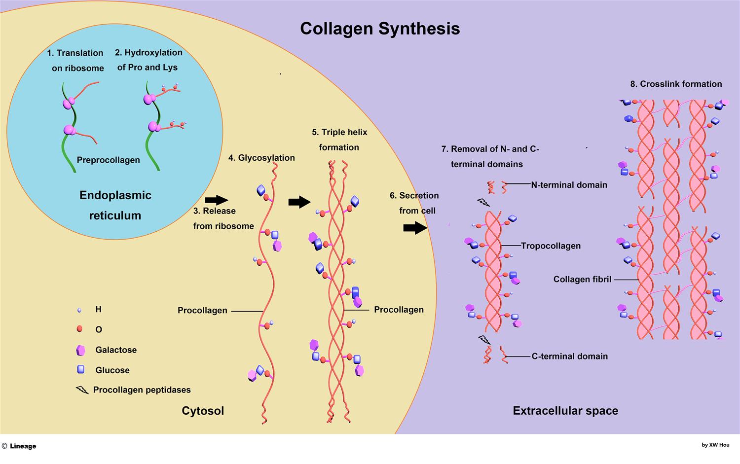 Collagen synthesis diagram showing how looksmaxing peptides boost skin quality