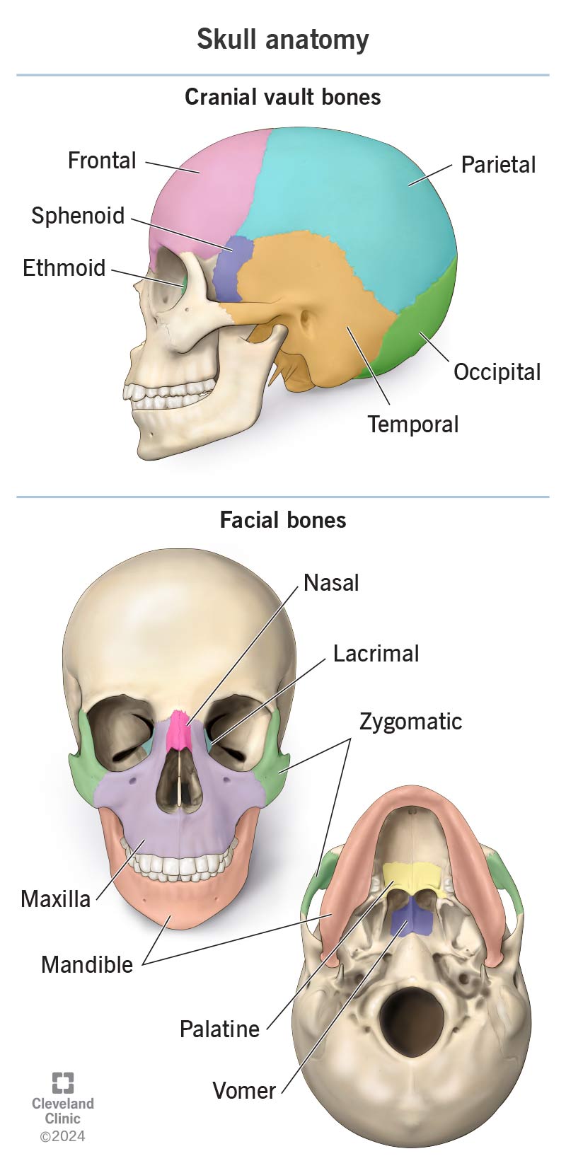 Detailed anatomical illustration highlighting key bones of the face