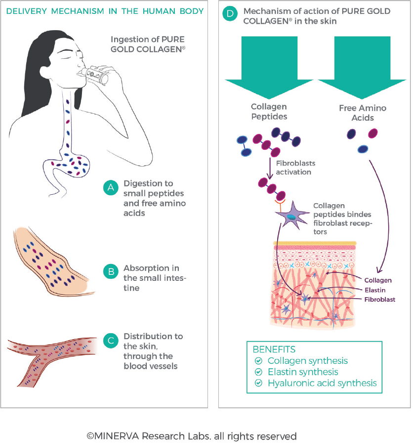 Skin layer cross-section showing how to improve skin texture at cellular level